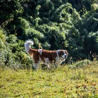 Pet Friendly & Zonas Verdes