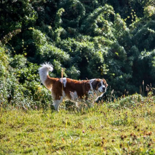 Pet Friendly & Zonas Verdes