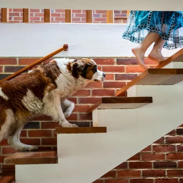 Pet Friendly & Zonas Verdes