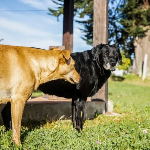 Pet Friendly & Zonas Verdes