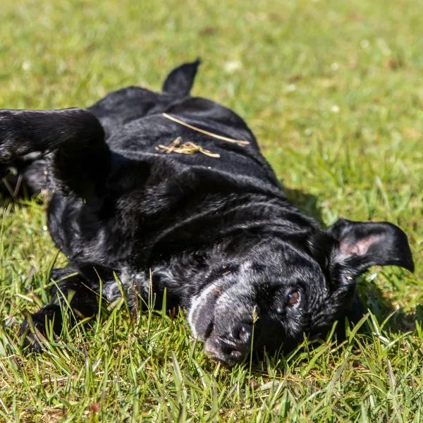 Pet Friendly & Zonas Verdes