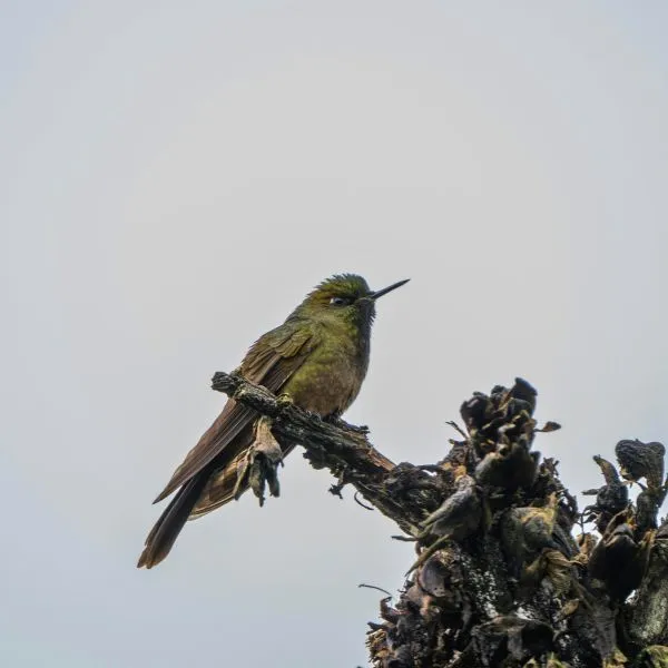 Visita Laguna de Guatavita a 10 Minutos en Carro