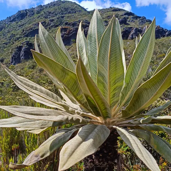 Hike en Páramo de Guatanfur